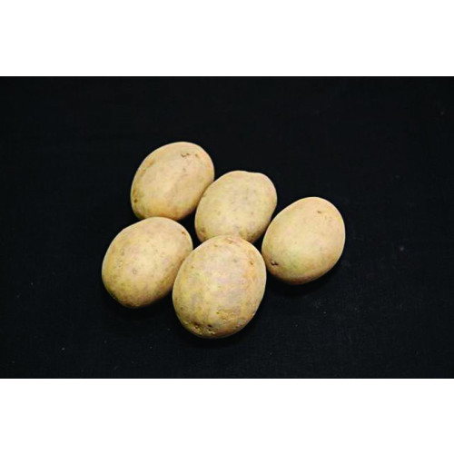 Nadine Seed Potato - Second Earlies