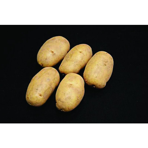 Nicola Seed Potato 20kg (Second Earlies)