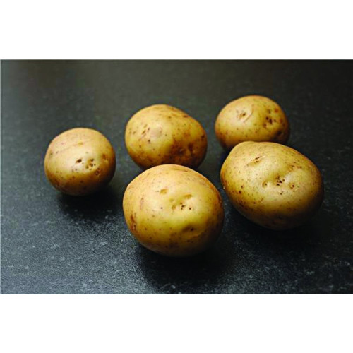 Orla Seed Potato - Maincrops