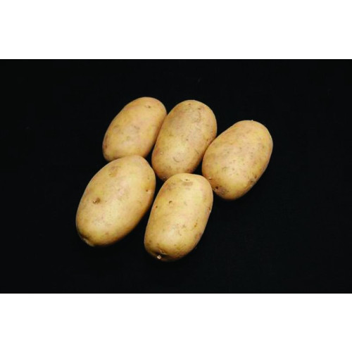 Pentland Dell Seed Potato - Maincrops