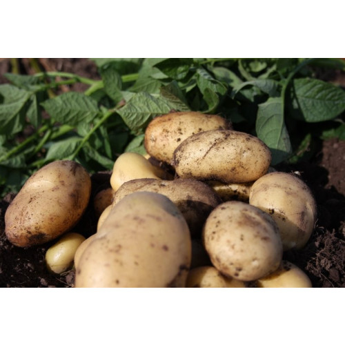 Pentland Javelin Seed Potato 2kg (First Earlies) - Pack of 10
