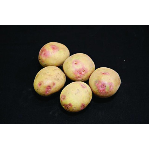 Picasso Seed Potato 20kg (Maincrops)