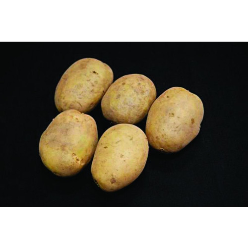 Premiere Seed Potato 2kg (First Earlies) - Pack of 10