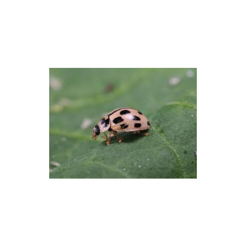 Propylea quatuordecimpunctata (Propylea-Sys-250) - 250 adults / Carrier: Honeycomb paper