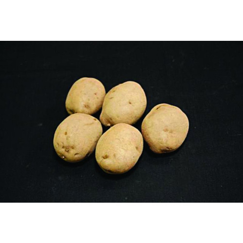 Record Seed Potato - Maincrops