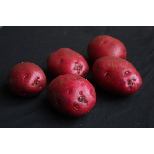 Red Duke of York Seed Potato 20kg (First Earlies)