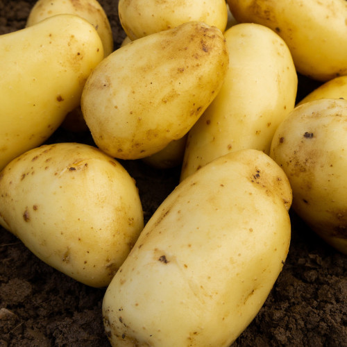 Sally Seed Potato 20kg (Second Earlies)