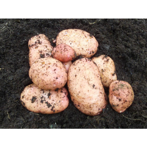 Sarpo Mira Seed Potato - Maincrops
