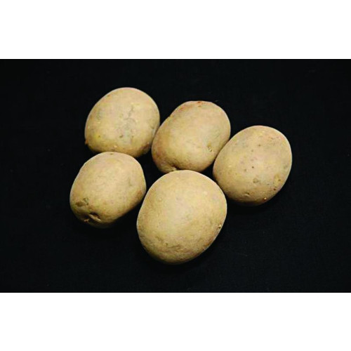 Saxon Seed Potato 20kg (Second Earlies)