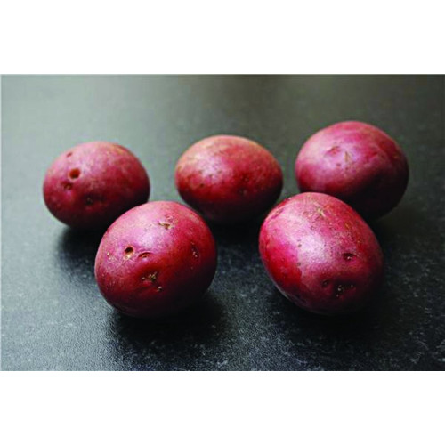 Setanta Seed Potato 20kg (Maincrops)