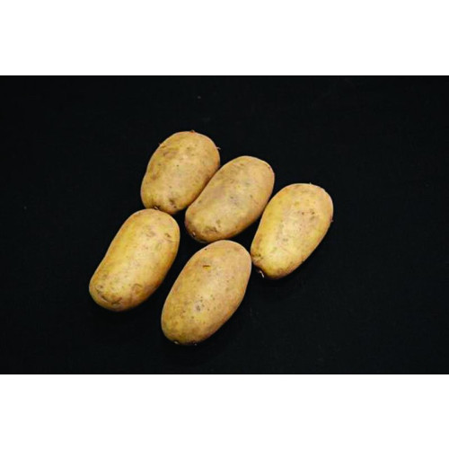 Sharpes Express Seed Potato 20kg (First Earlies)