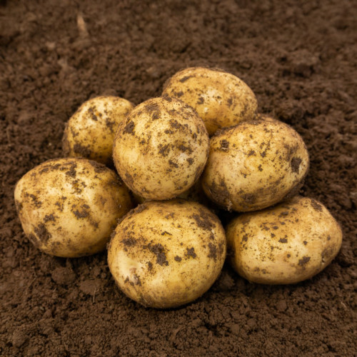 Skywalker Seed Potato 2kg (Second Earlies) - Pack of 10