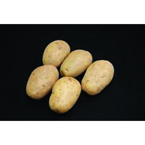 Valor Seed Potato 20kg (Maincrops)