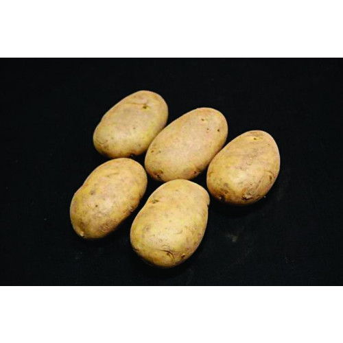 Wilja Seed Potato 20kg (Second Earlies)