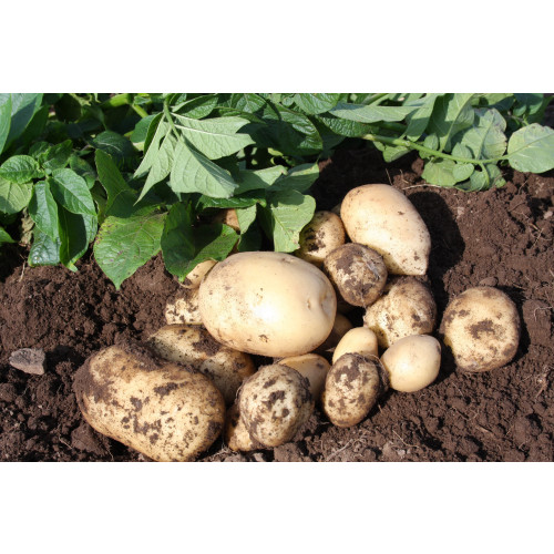Accord Seed Potato 20kg (First Earlies)