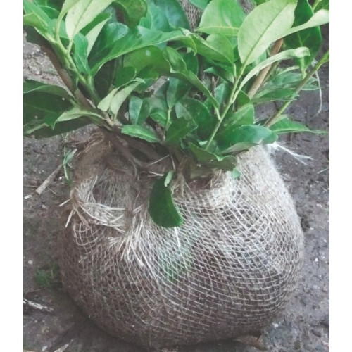 Root Ball Acrylic Jute Squares 60x60cm - Pack of 200