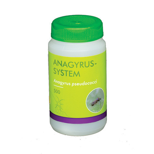 Anagyrus vladimiri (Anagyrus-Sys-500) - 100ml tube: 500 pupae / Carrier: Sawdust