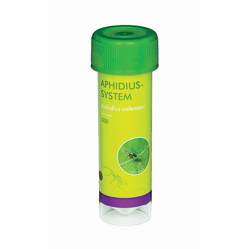 Aphidius colemani (Aphidius-Sys-500) - 30ml tube: 500 mummies / Carrier: Sawdust