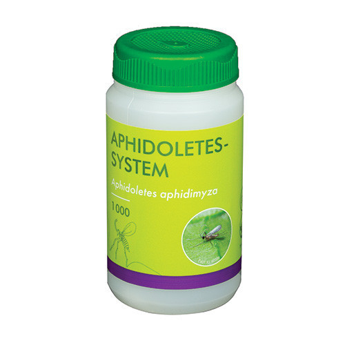 Aphidoletes aphidimyza (Aphidoletes-Sys-1K) - 100ml tube: 1,000 pupae / Carrier: Sawdust