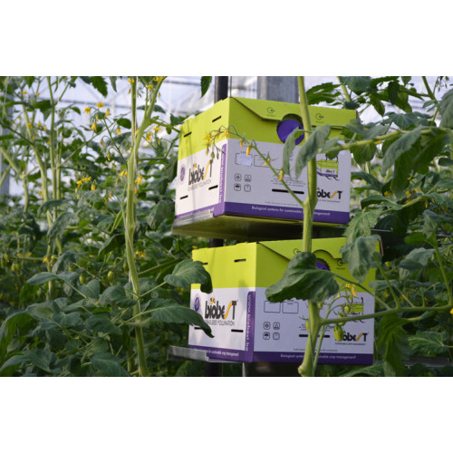 Standard Hive (B.t.a) Pollination activity: 6-8 weeks / +110 workers