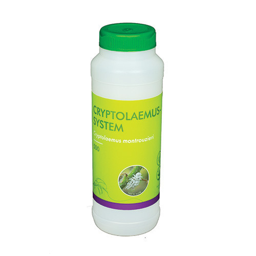 Cryptolaemus montrouzieri (Cryptolaemus-Sys-500) - 250ml tube: 500 adults / Carrier: Filter paper