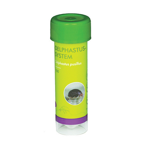 Delphastus catalinae (Delphastus-Sys-100) - 30ml tube: 100 beetles / Carrier: Filter paper