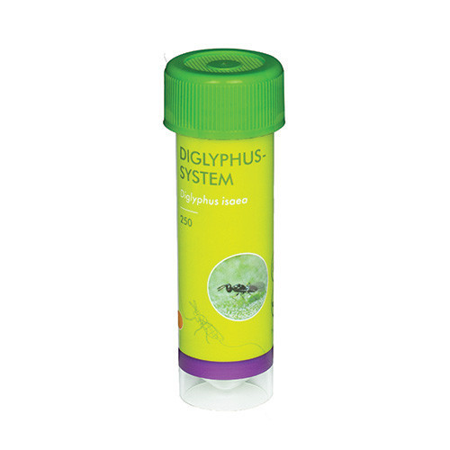 Diglyphus isaea (Diglyphus-Sys-250) - 30ml tube: 250 adults / Carrier: Filter paper
