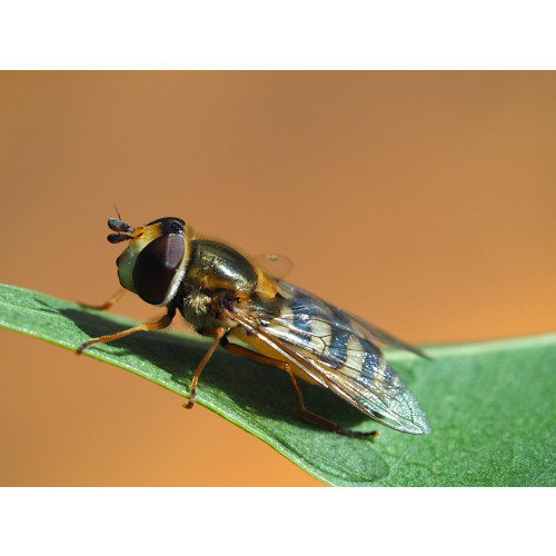 Eupeodes corollae (Eupeodes-Sys-100) - 100ml tube: 100 pupae / Carrier: Buckwheat husks and vermiculite