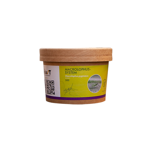 Macrolophus pygmaeus (Macrolophus-Sys-500) - 240ml carton cup: 500 bugs / Carrier: Honeycomb paper