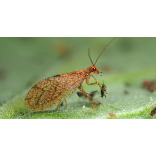 Micromus angulatus (Micromus-Sys-250)