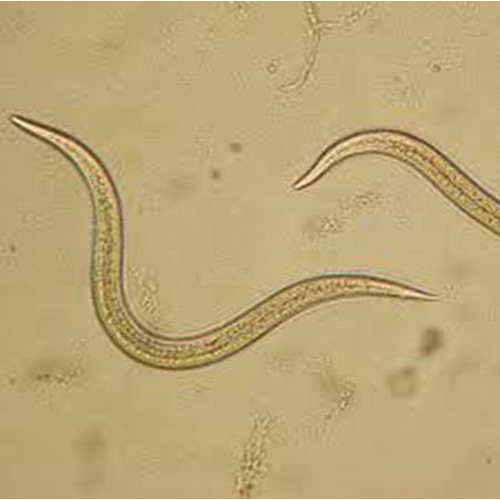 Steinernema carpocapsae (Carpocapsae-Sys-250mil.)