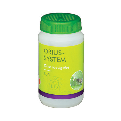 Orius laevigatus (Orius-Sys-500) - 100ml tube: 500 bugs / Carrier: Buckwheat and vermiculite