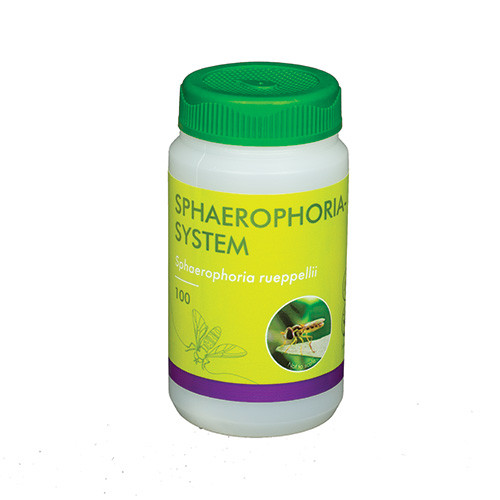 Sphaerophoria rueppellii (Sphaerophoria-Sys-100) - 100ml tube: 100 pupae / Carrier: Buckwheat husks and vermiculite
