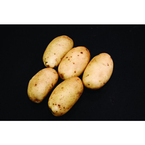 Ulster Prince Seed Potato 20kg (First Earlies)
