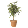 Soparco 27 Roma Pot (Clay 25) [1.1-25Ltr]