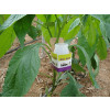 Bio-Box [Pack of 50]