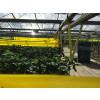 Russell IPM Optiroll Yellow Traps