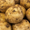 Skywalker Seed Potato - Second Earlies