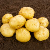 Skywalker Seed Potato - Second Earlies